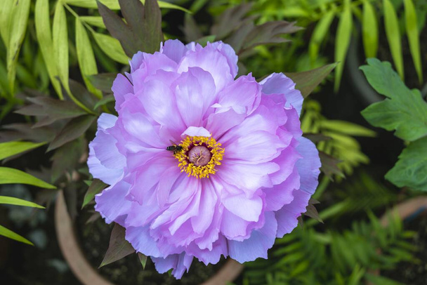 Virágzó bazsarózsa virág rózsaszín, fehér és lila szirmokkal. A kertben. Virágzó szépség: a bazsarózsa szezon élénk színeinek megragadása. Nap-kapcsolat-tenger - Fotó, kép