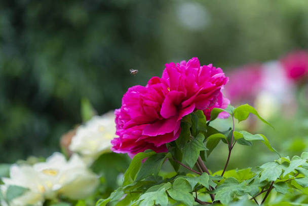 Eine blühende Pfingstrosenblume mit rosa und magenta Blütenblättern. Im Garten. Blühende Schönheit: Die leuchtenden Farben der Pfingstrose einfangen. Sonne-Link-See - Foto, Bild