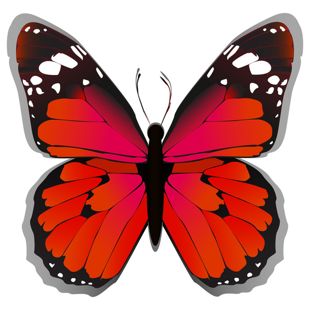 Colorful red butterfly - Vector, Image