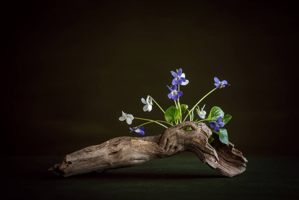 Vola odorta. Miniature, minimalist composition of delicate, fragrant violets on a driftwood. - Фото, изображение