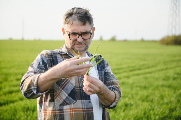 Portrait of senior farmer standing in wheat field examining crop during the day - Foto, Bild