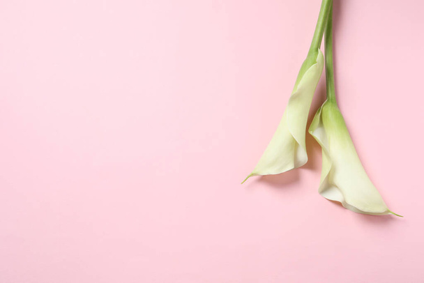 Beautiful calla lily flowers on pink background, flat lay. Space for text - Foto, Imagem