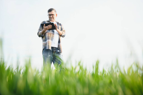Portrait of senior farmer in wheat field. - Photo, image