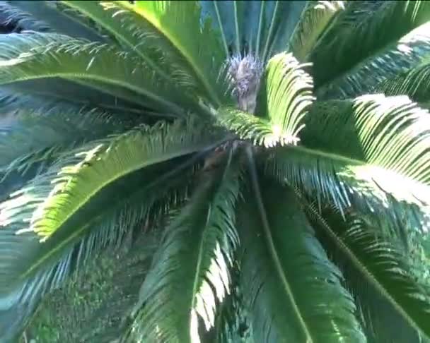 Palm - Footage, Video