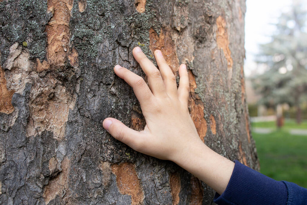 Criança mão em uma árvore casca textura, foco suave perto com espaço de cópia - Foto, Imagem