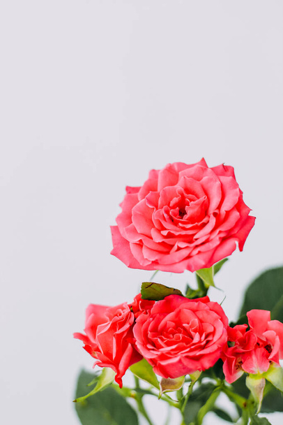 Small pink bush roses on a white background with a place for text - Photo, Image