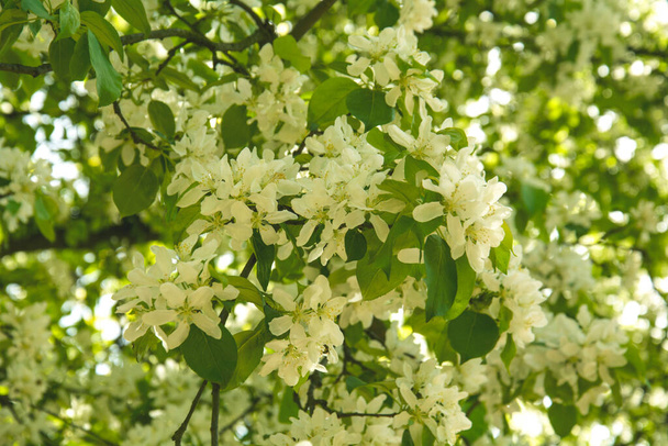 spring white lilac flowers, green leaves - Photo, Image
