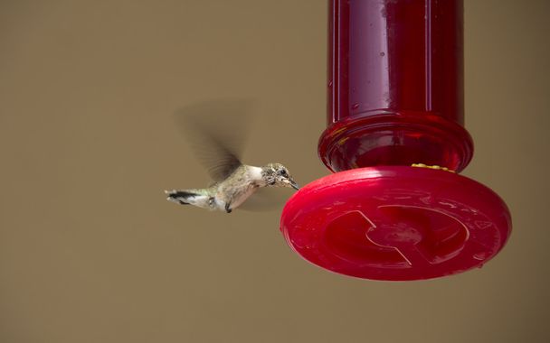 Colibri à la mangeoire
 - Photo, image