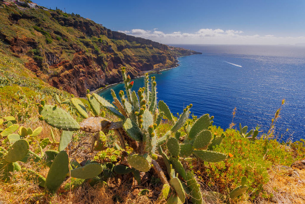 Cactus growing in a sunny landscape of Madeira island. High quality photo - Foto, Imagen
