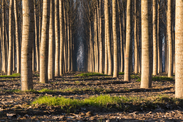 деревья в линии внутри леса
 - Фото, изображение