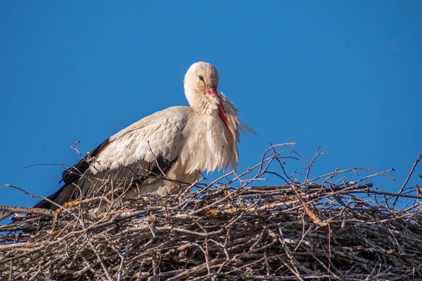 Beautiful female of a white and black stork nesting in a large nest on the roof of a house in spring - Фото, изображение