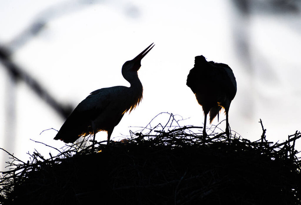 Beautiful silhouette of a couple of white and black storks nesting in a large nest on the roof of a house in spring - Фото, изображение