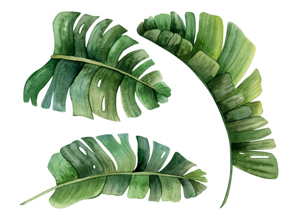Watercolor tropical leaves of monstera, banana plant and strelizia illustration set. Hand drawn realistic botanical drawing isolated on white background. - Photo, Image