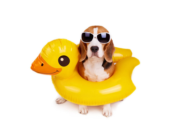 A beagle dog in an inflatable floating circle in the shape of a duckling on a white isolated background. Summer holidays. Copy space. - Photo, image