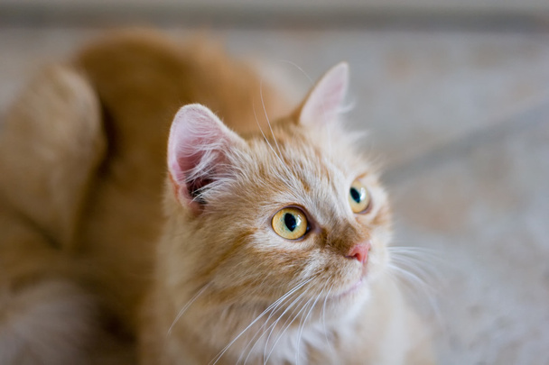 Kızılca kedi üzerinde Seramik Karo yalan - Fotoğraf, Görsel