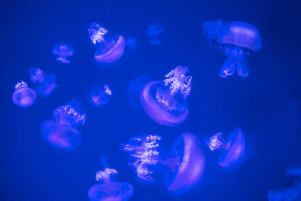 Dantel kuyruklu güzel şeffaf denizanası ve mavi arkaplan üzerinde neon ışıltısı etkisi. Okyanus manzarası, Sanat ve Bilim Şehri, geniş yaşam.. - Fotoğraf, Görsel
