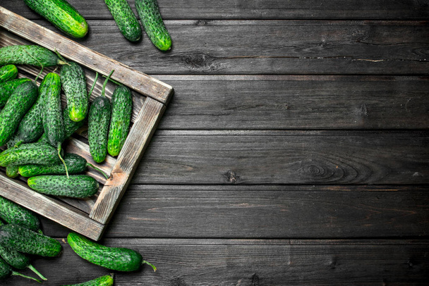 Whole ripe cucumbers on a tray. On black wooden background - Photo, image