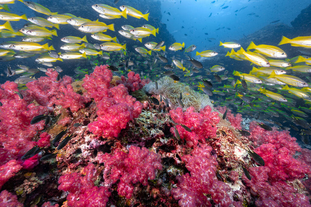Beautiful red soft coral reef and school of bigeye yellow snapper fish at Richelieu Rock, a famous scuba dive site of North Andaman. Потрясающий подводный ландшафт Таиланда. - Фото, изображение