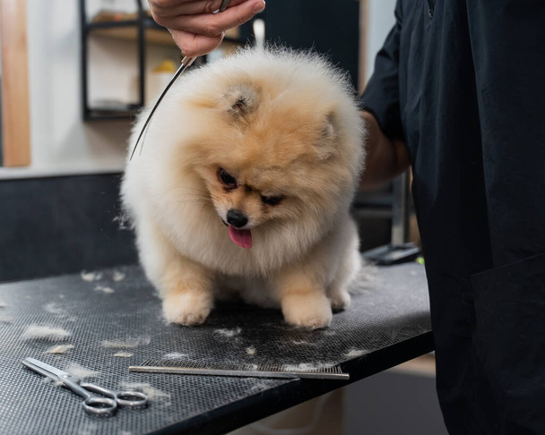 A woman makes a pomeranian haircut with scissors. Spitz dog in a grooming salon - Фото, зображення