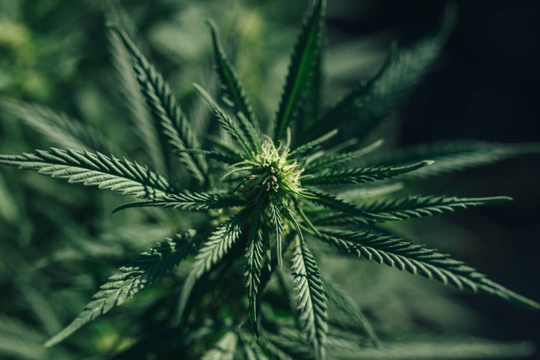 marijuana or cannabis plant blooms - Fotoğraf, Görsel