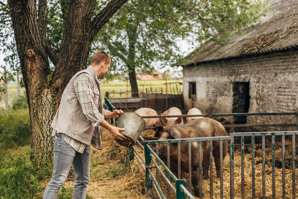 A farmer is feeding pigs. - Fotó, kép
