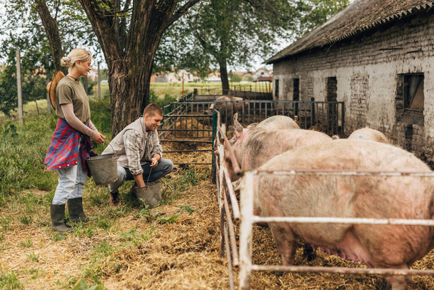 Two people work on the farm together. Feeding the pigs. - Fotoğraf, Görsel