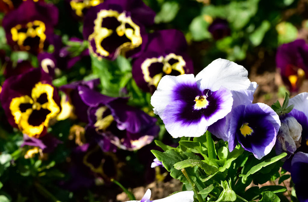várias flores do jardim, violetas do jardim. - Foto, Imagem