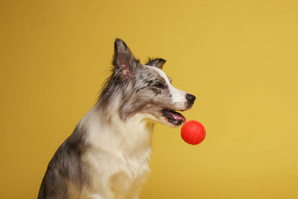 Пограничный колли-дог. Белый-серый пес весело играет с мячом. Студийный портрет, желтый фон - Фото, изображение