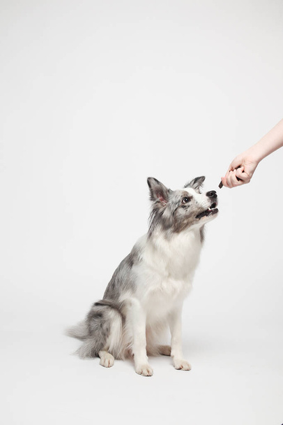 Border collie dog.A white gray dog is sitting. Portrait in the studio, white background - Фото, изображение