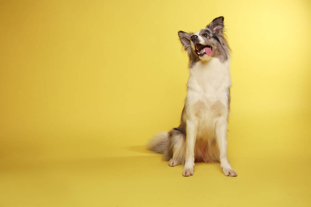 ボーダー・コリー・ドッグ。白灰色の犬は、活発な、座って陽気です。スタジオの肖像画、黄色の背景 - 写真・画像