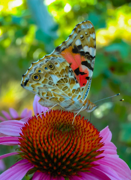 Señora pintada (Vanessa cardui), la mariposa se sienta en una flor de Echinacea purpurea y bebe néctar - Foto, imagen
