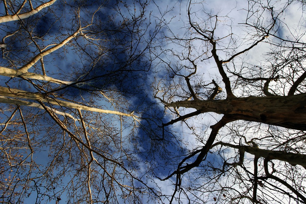 Árvores de cima
 - Foto, Imagem