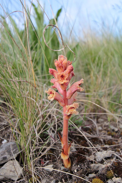 Slámový koště; sláma Simao (Orobanche caryophyllacea) kvetoucí - Fotografie, Obrázek