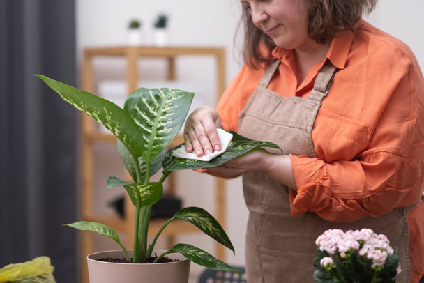 Female caring for her plants at home, cleaning wiping after repotting them into a decorative pot, fertilization, soil enrichment - Foto, Imagem