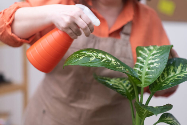 water spraying dieffenbachia leaves to keep fresh after repotting in spring time. - Photo, Image
