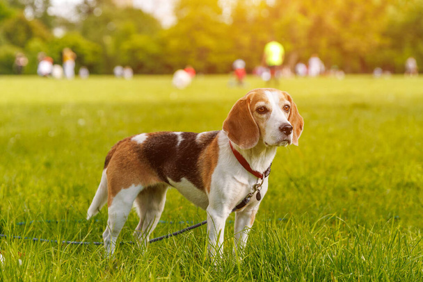 公園の緑の芝生の上にあるビーグル犬 - 写真・画像
