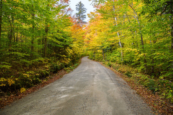 Winding gravel road through a forest durign the fall color season. White Mountain National Forest, NH, USA. - Photo, image