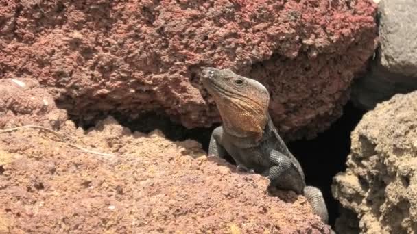 Gigantyczna jaszczurka Gallotia stehlini endemiczny gad na wulkanicznych skałach Gran Canarii w Kanaryjskim. Znany z wygrzewania się w słońcu i ma unikalną morfologię i zachowanie, które odzwierciedla jego adaptację do tego środowiska - Materiał filmowy, wideo