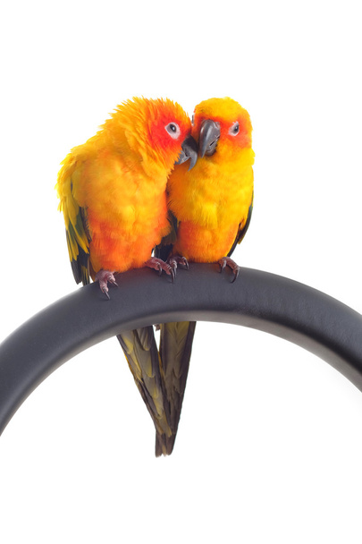 Geïsoleerd van mooie Sun papegaaiachtigen in paar - Foto, afbeelding