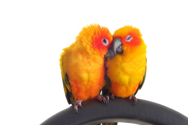 Geïsoleerd van mooie Sun papegaaiachtigen in paar - Foto, afbeelding