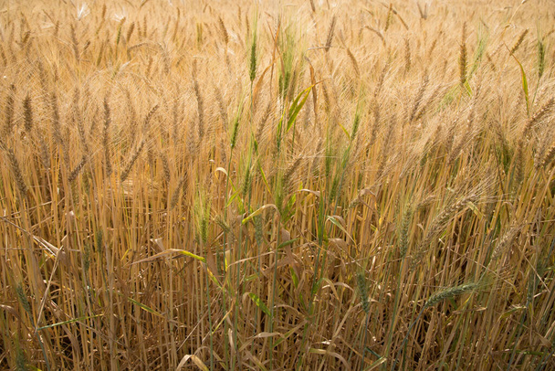 bela vista do campo de trigo  - Foto, Imagem
