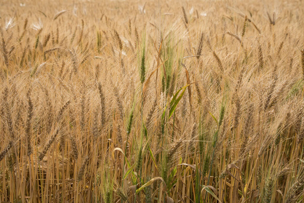 Прекрасний вид на пшеничне поле
  - Фото, зображення