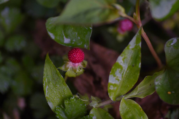 Falsche Erdbeeren (Potentilla hebiichigo). Rosaceae mehrjährige Pflanzen. Kriechen auf dem Boden mit Stolonen. Es eignet sich nicht zum rohen Verzehr, weil es nicht gut schmeckt - Foto, Bild