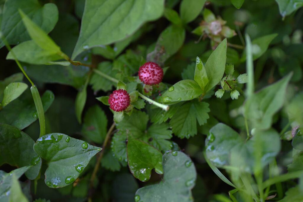 False strawberry ( Potentilla hebiichigo ) berries. Rosaceae perennial plants. Crawling on the ground with stolons. It is not suitable for eating raw because it does not taste good - Photo, Image