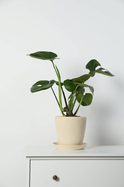 Potted monstera on chest of drawers near white wall. Beautiful houseplant - Foto, afbeelding