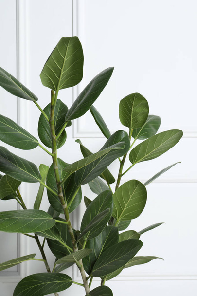 Beautiful ficus near white wall, closeup. Leafy houseplant - Photo, image