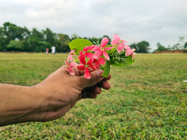 Tenuta in mano Quisqualis fiori indica noto anche come il caprifoglio cinese, e Rangoon Creeper. Il nome della famiglia è Combretaceae. - Foto, immagini