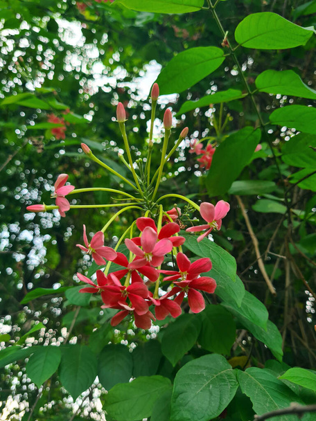 Rangoon creeper, Combretum indicum, or Ceguk flowers with green leaves. The plant is used as an herbal, and Ayurveda treatment raw medicine. - Photo, Image
