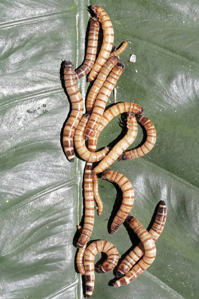 Колония желтых червей, поедающих листья таро. У этой гусеницы научное название Tenebrio molitor. - Фото, изображение