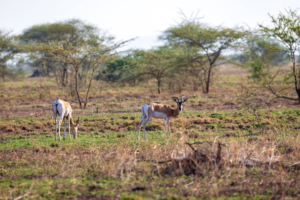 A gazela-de-soemmerring (Nanger soemmerringii), também conhecida como mohr abissínio, é uma espécie de gazela nativa do Chifre da África. Etiópia animais selvagens - Foto, Imagem